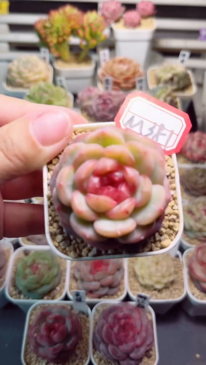 【闪购商品】M381西子一物一拍