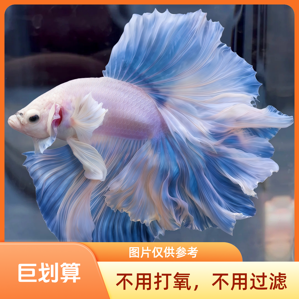 婚纱半月泰国热带观赏鱼好养耐活斗鱼婚纱鱼泰国斗鱼