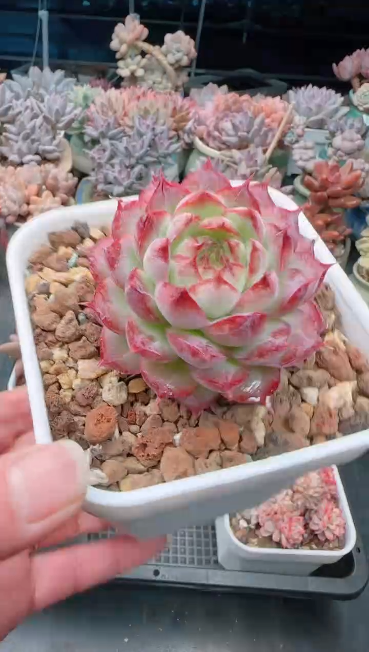 【闪购商品】7525.