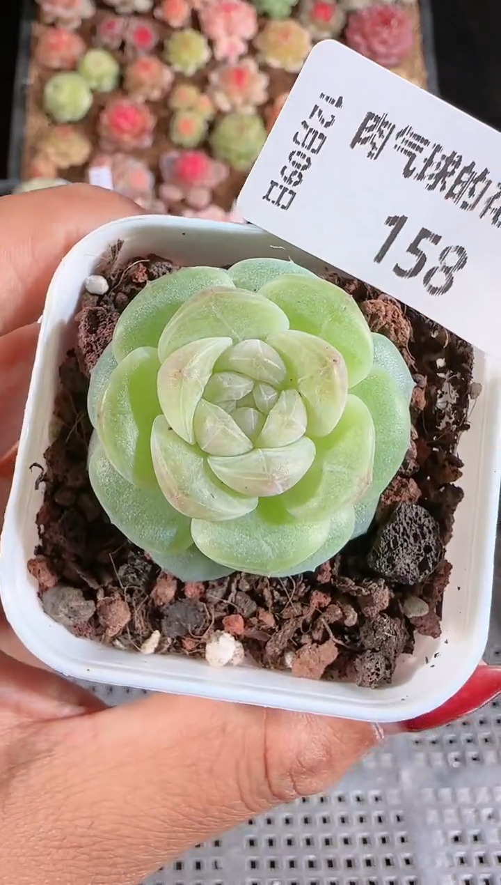 1209-158多肉群生不包整