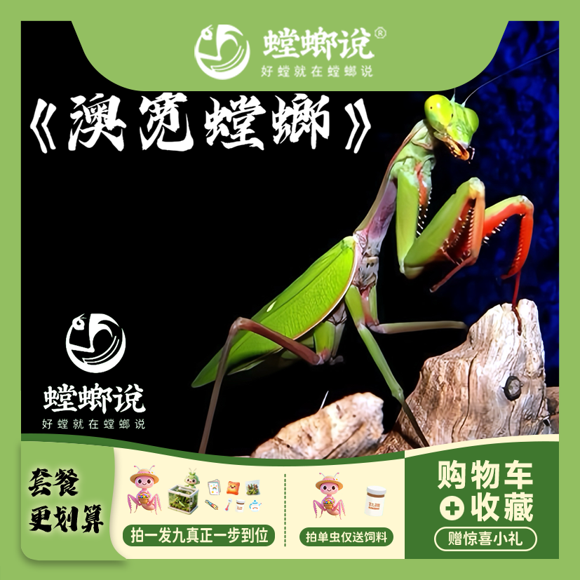 螳螂说澳宽螳螂观赏螳螂宠物螳螂活体宠物指尖宠物懒人宠物