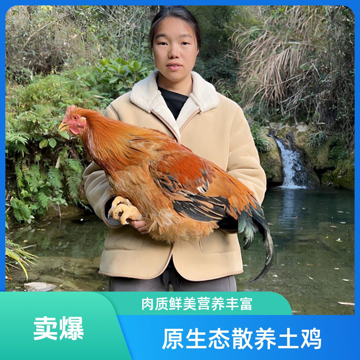 清远阳山农家散养现杀脆皮鸡扇鸡养足300天以上阉鸡，可现称