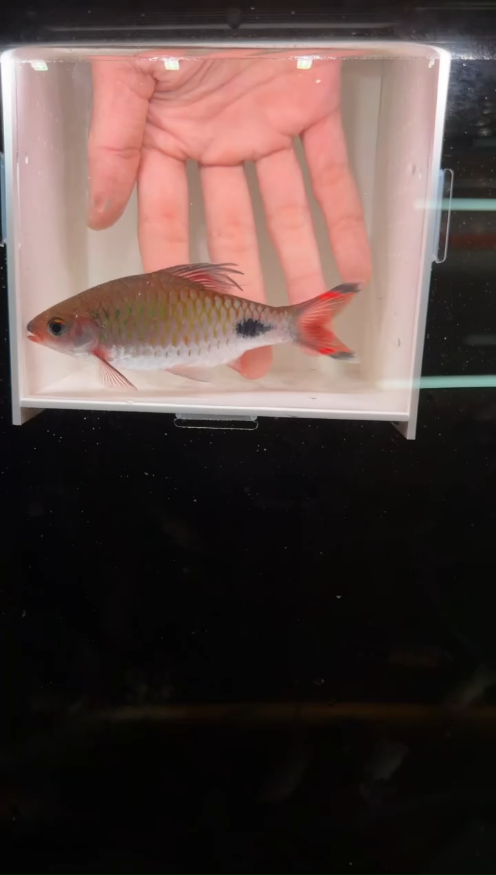 工具鱼紫红两点鲫
