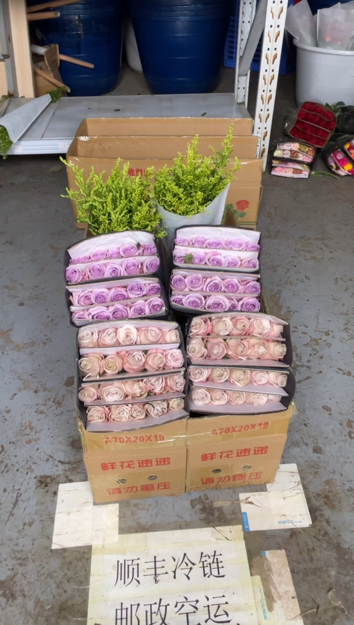 曼塔20枝+海洋之歌20枝+黄莺