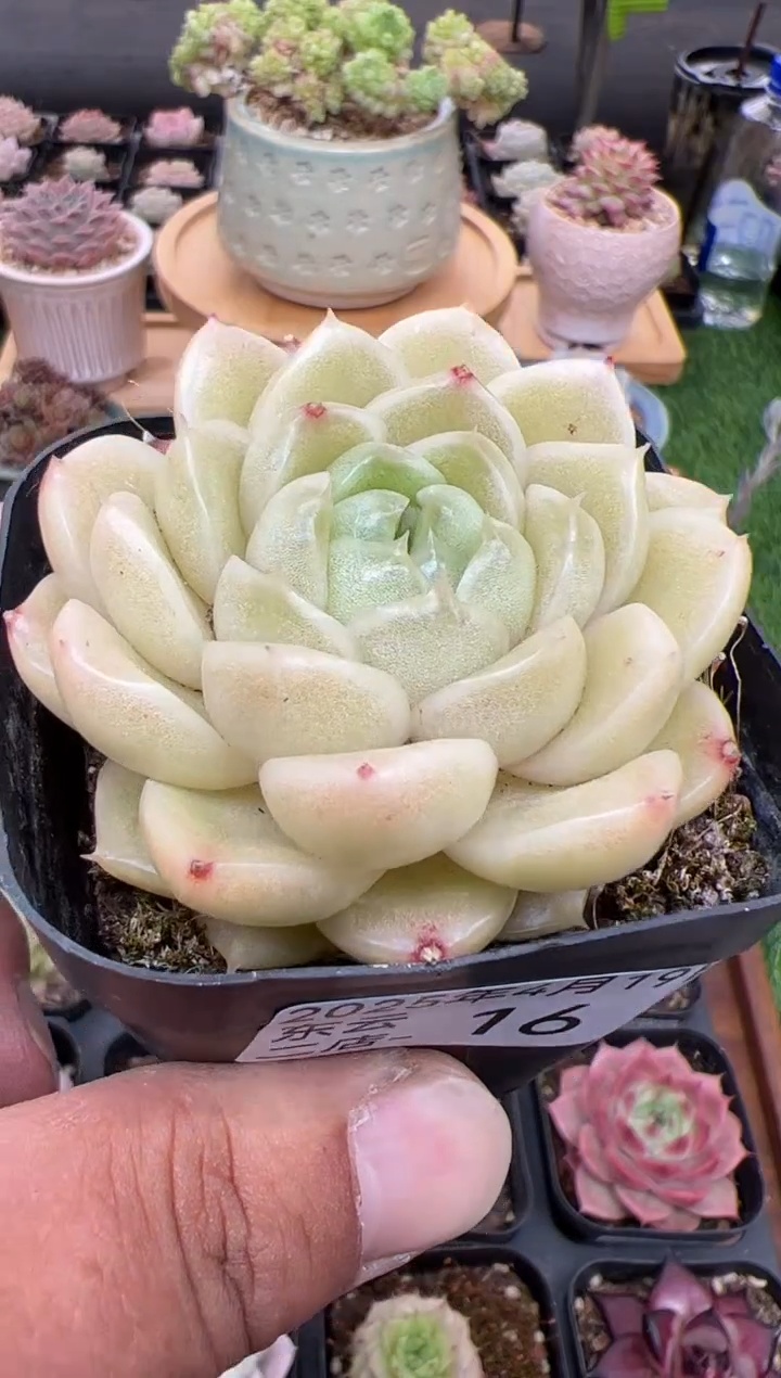 东云多肉园二店-16