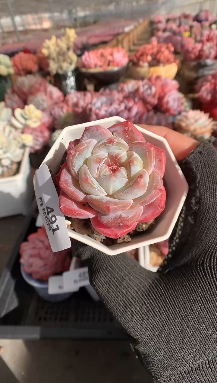 491糖心多肉植物一物一拍