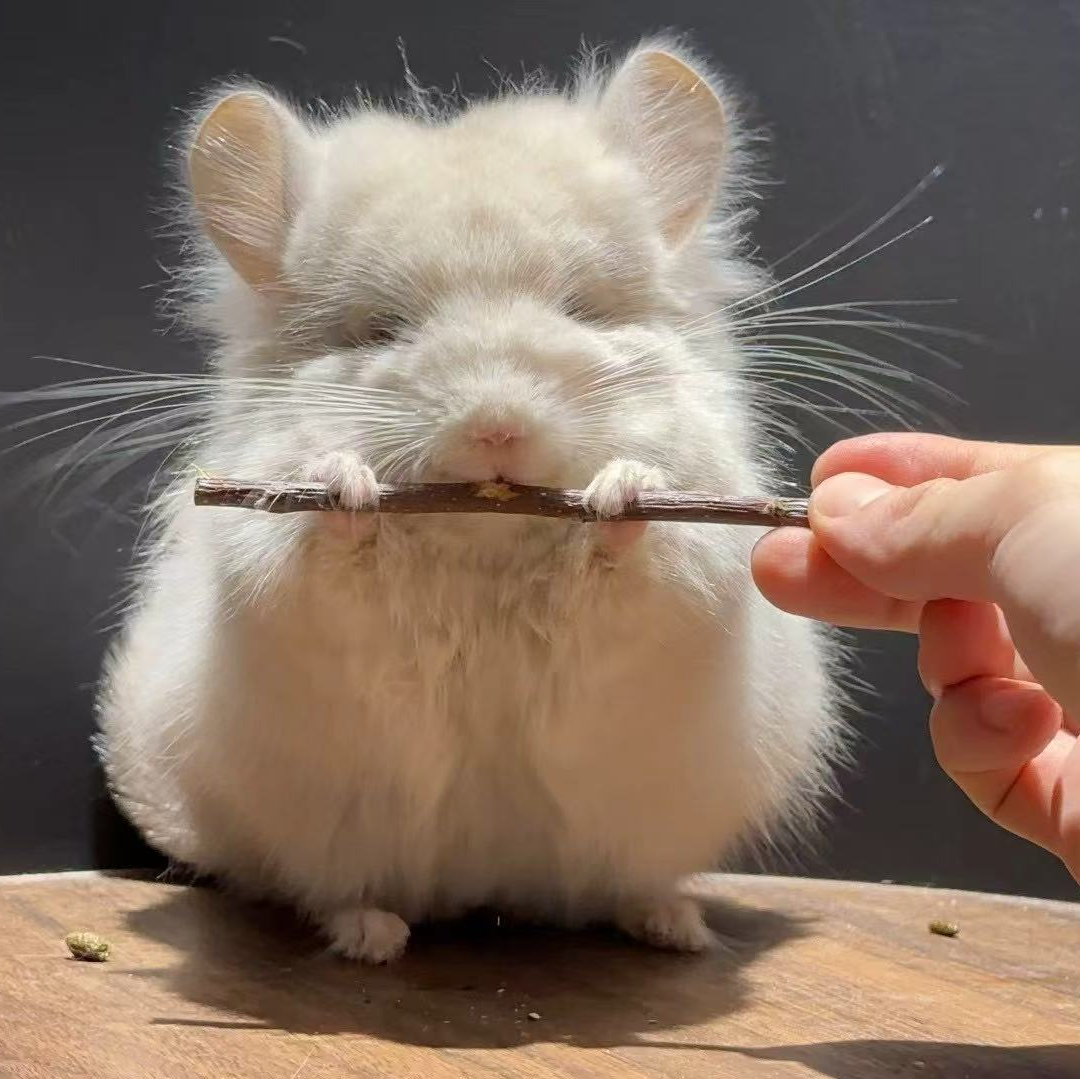 长毛金色宠物龙猫活体