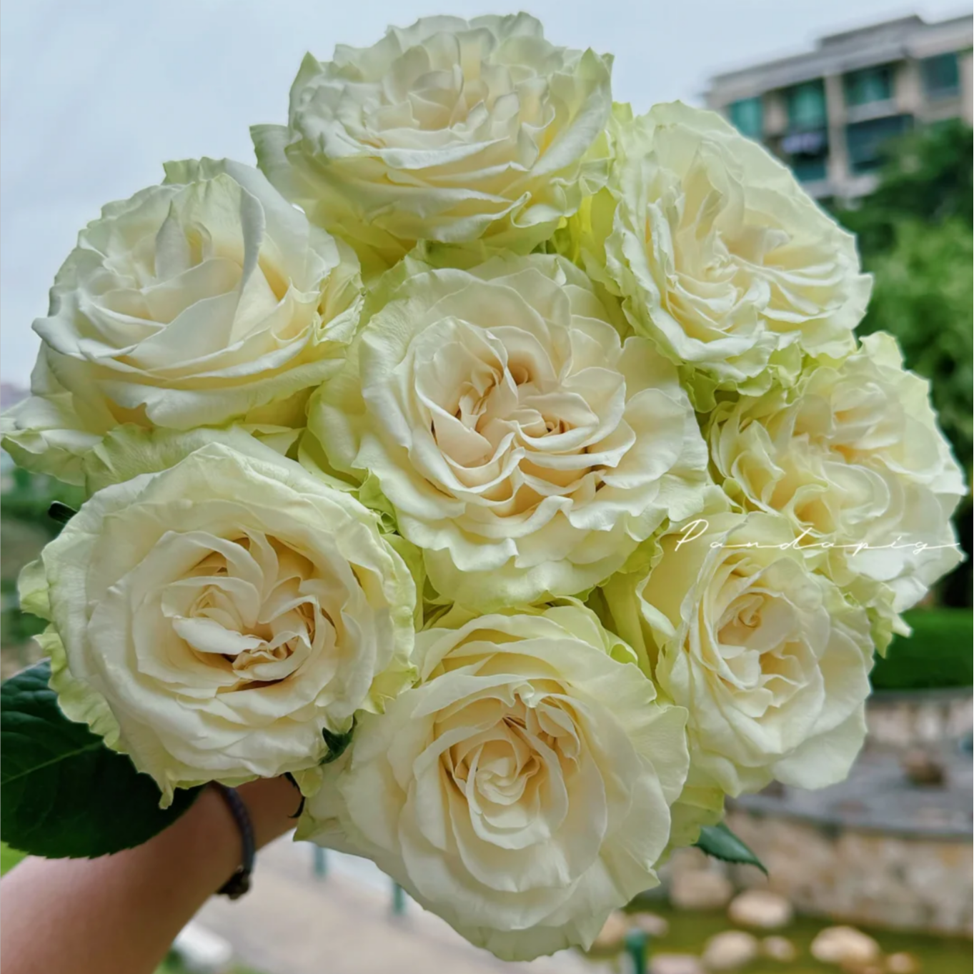 【大聪明卖花】白蒙戴尔单头玫瑰-任意2单鲜花包邮发货后不支持退款