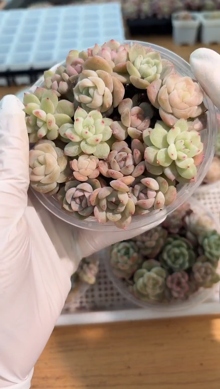 巫拉拉混 1盒 量拍混发（不标注个体名）