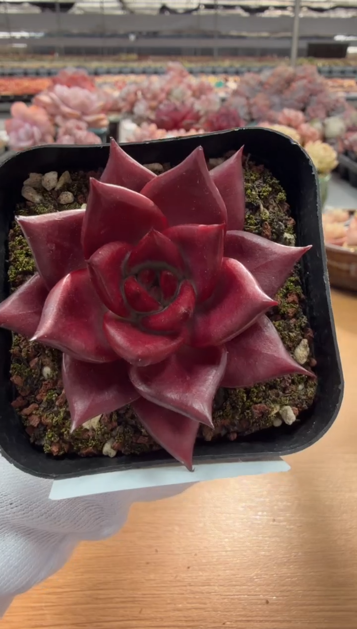 东云多肉园三店-01