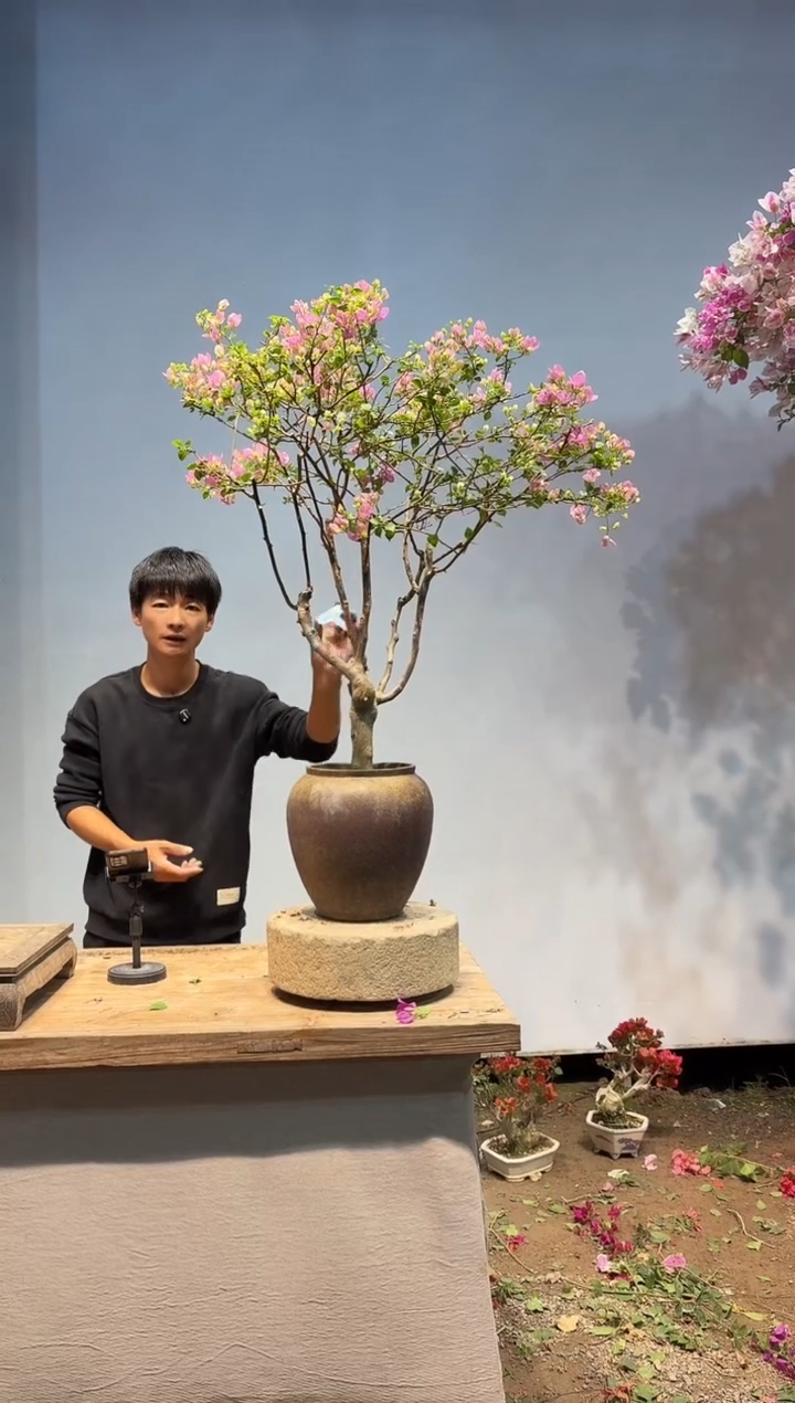 以实际为准三角梅100