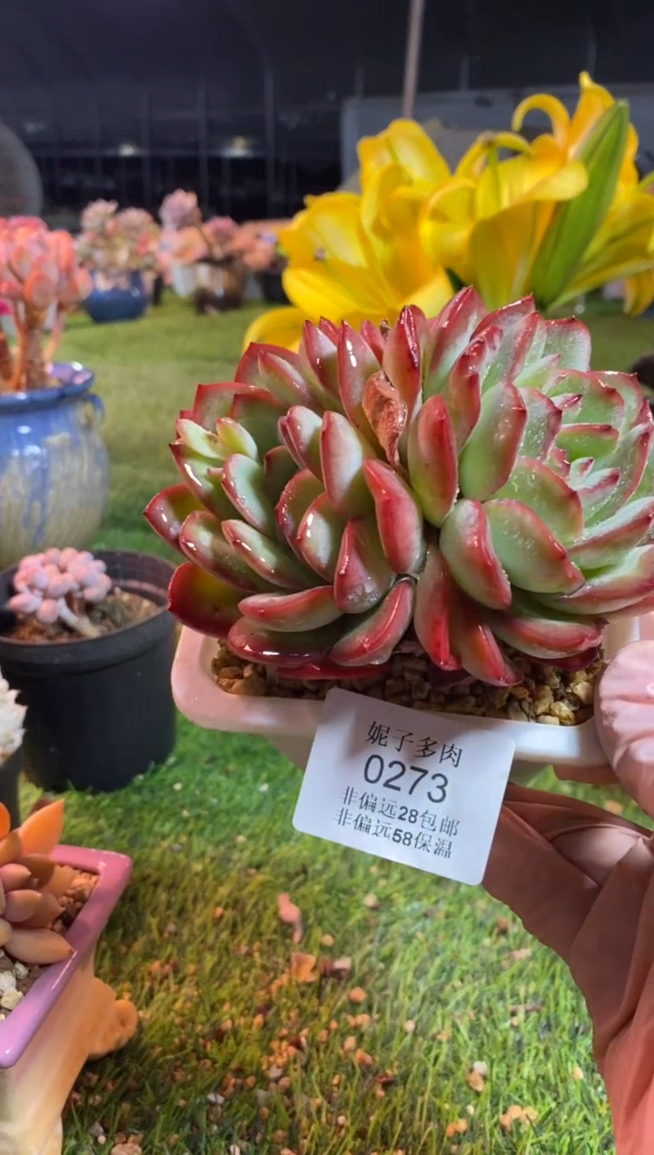 【闪购商品】0273a