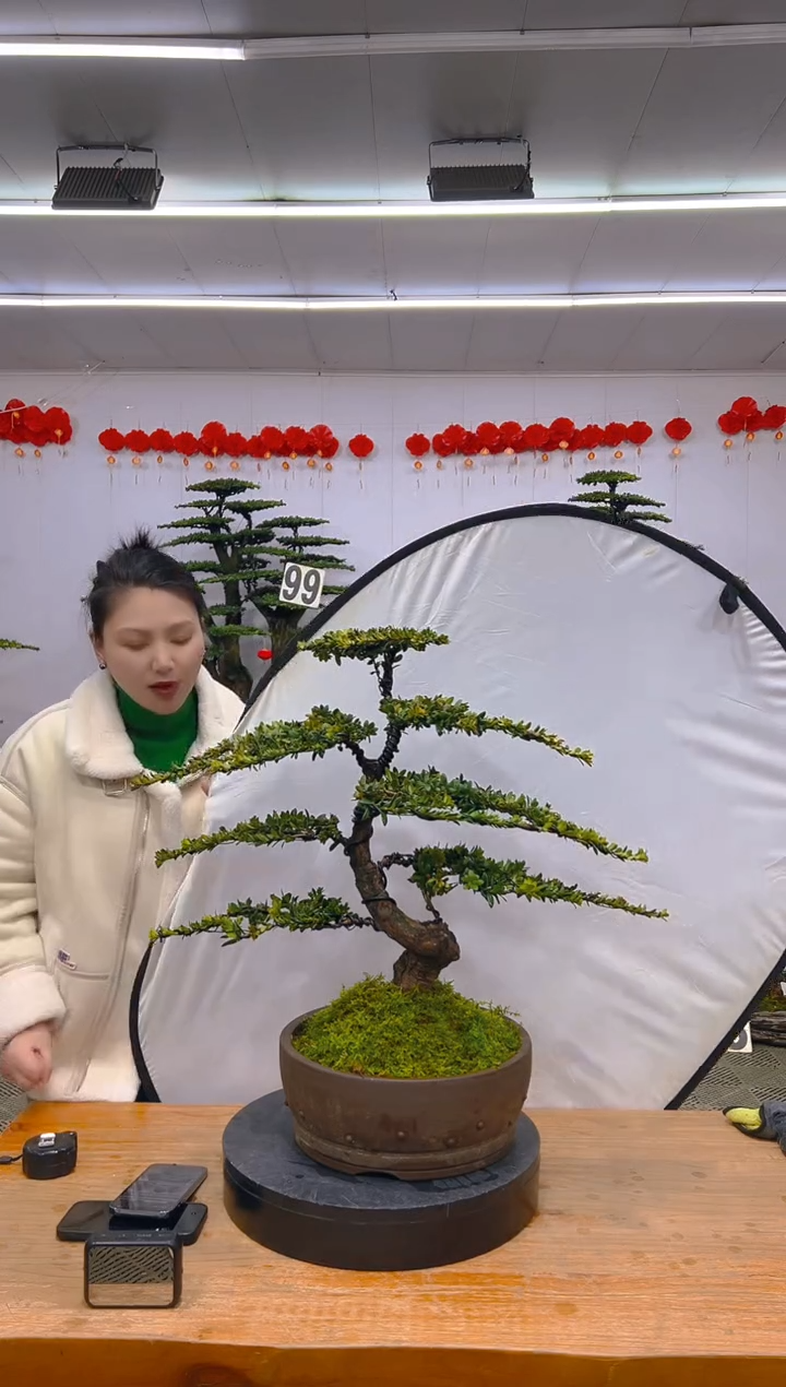 【闪购商品】盆景1