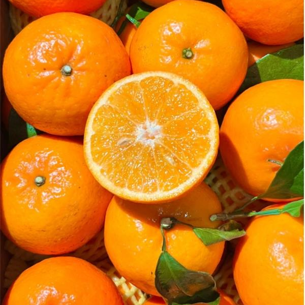 【正宗广西精品沃柑】当季新鲜水果皮薄多汁香甜柑橘采摘5斤整箱