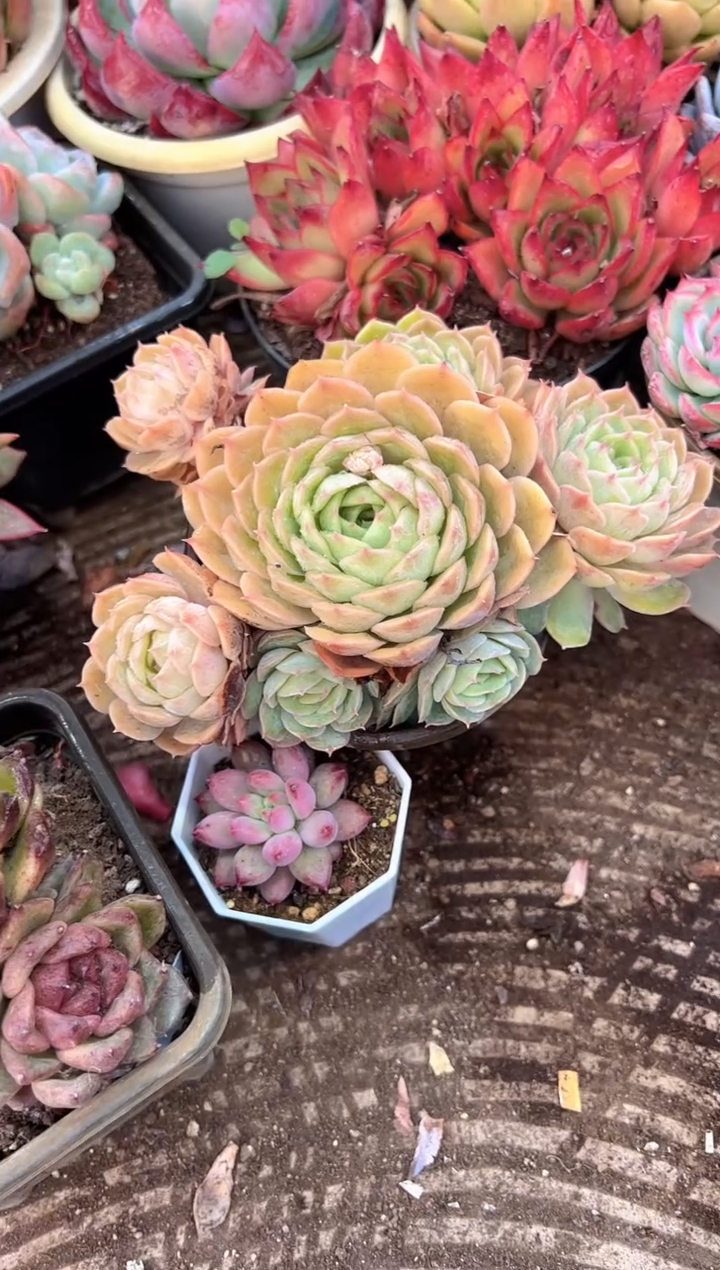 小***白多肉植物一物一拍03347