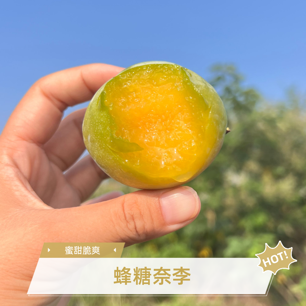 湖北蜂糖奈李脱核青皮黄心蜜甜脆爽当季水果新鲜现摘现发果园直发