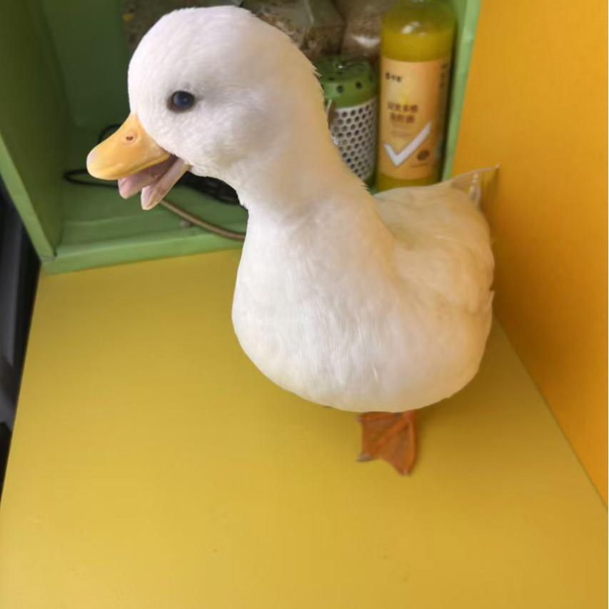 柯尔鸭可达鸭好养花可爱亲人