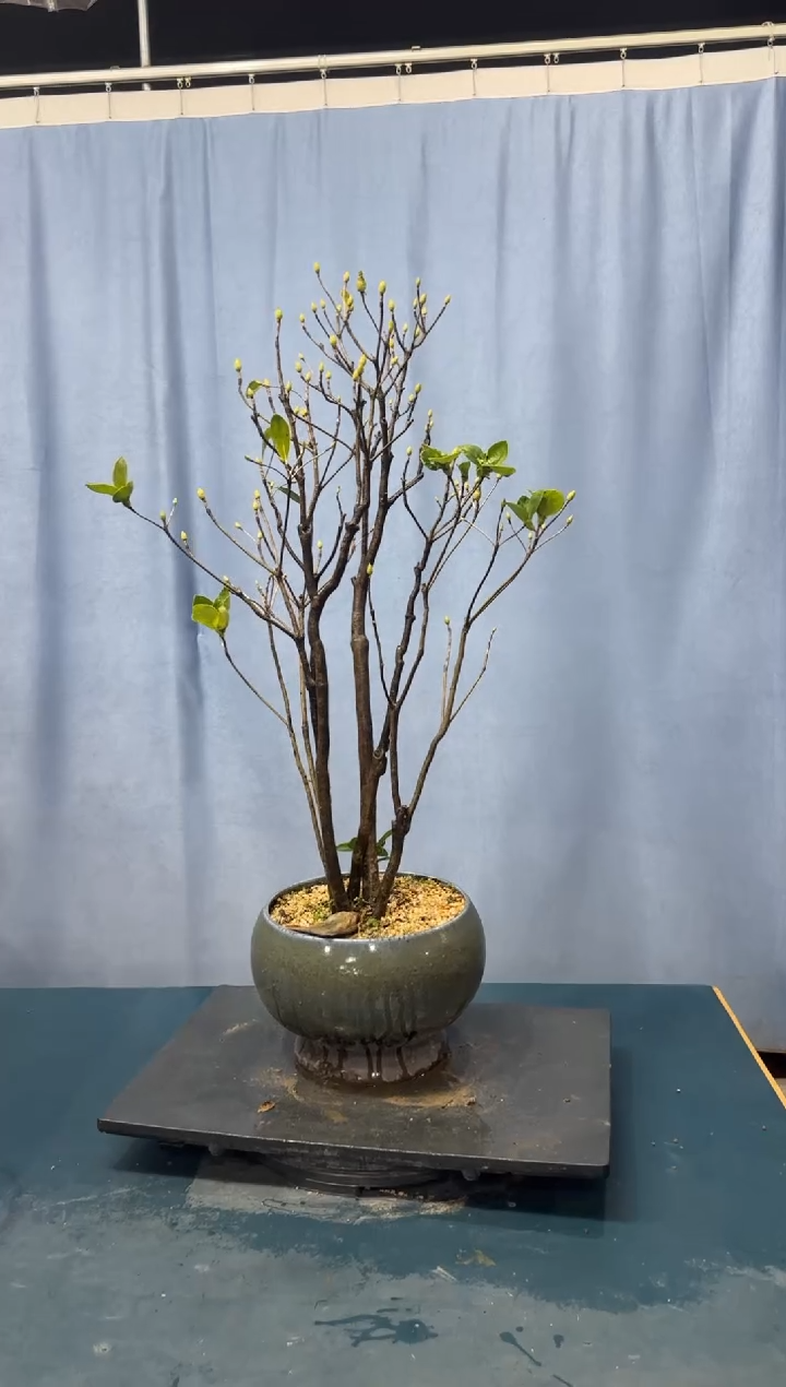 【闪购商品】盆景吊钟花