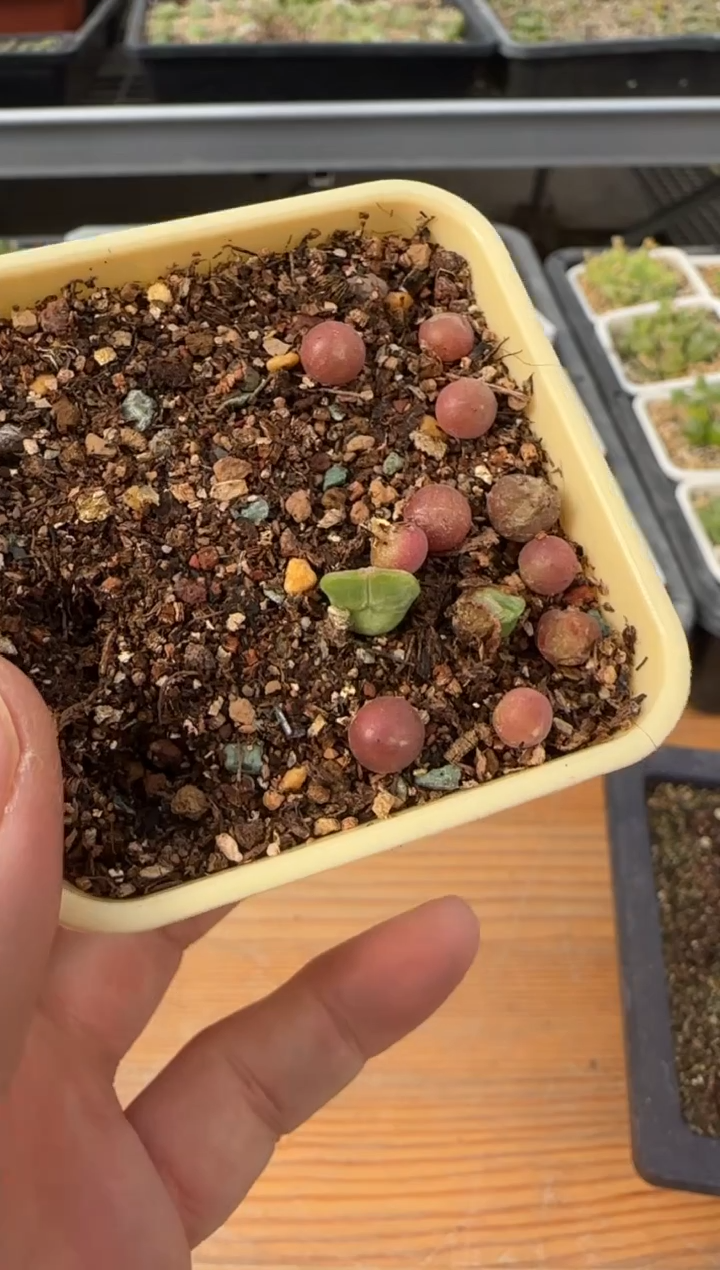 【闪购商品】14-6一颗