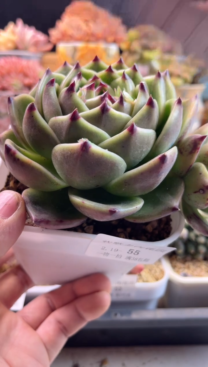 【闪购商品】2.19-55超级蓝龙