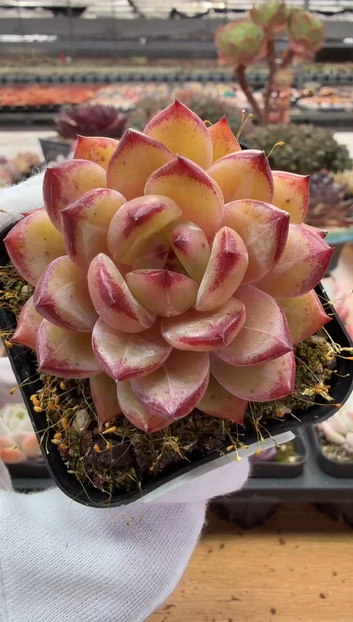 东云多肉园二店-52