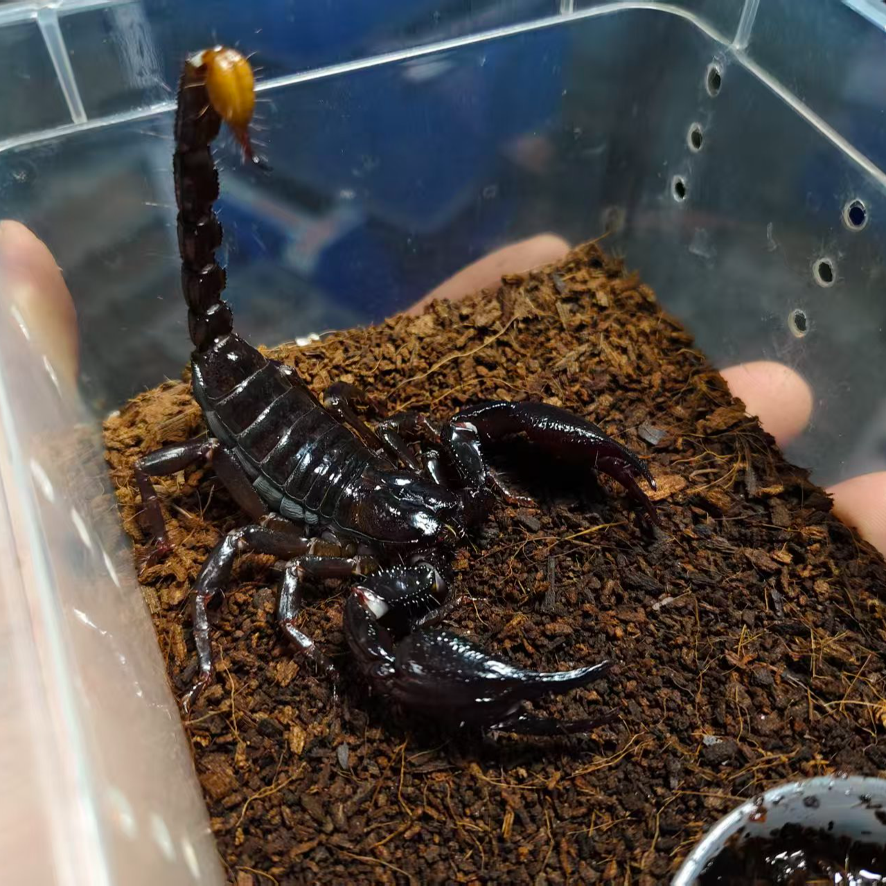 马来西亚皇帝雨林蝎携刺异蝎大型雨林蝎温顺好养可上手温顺好养