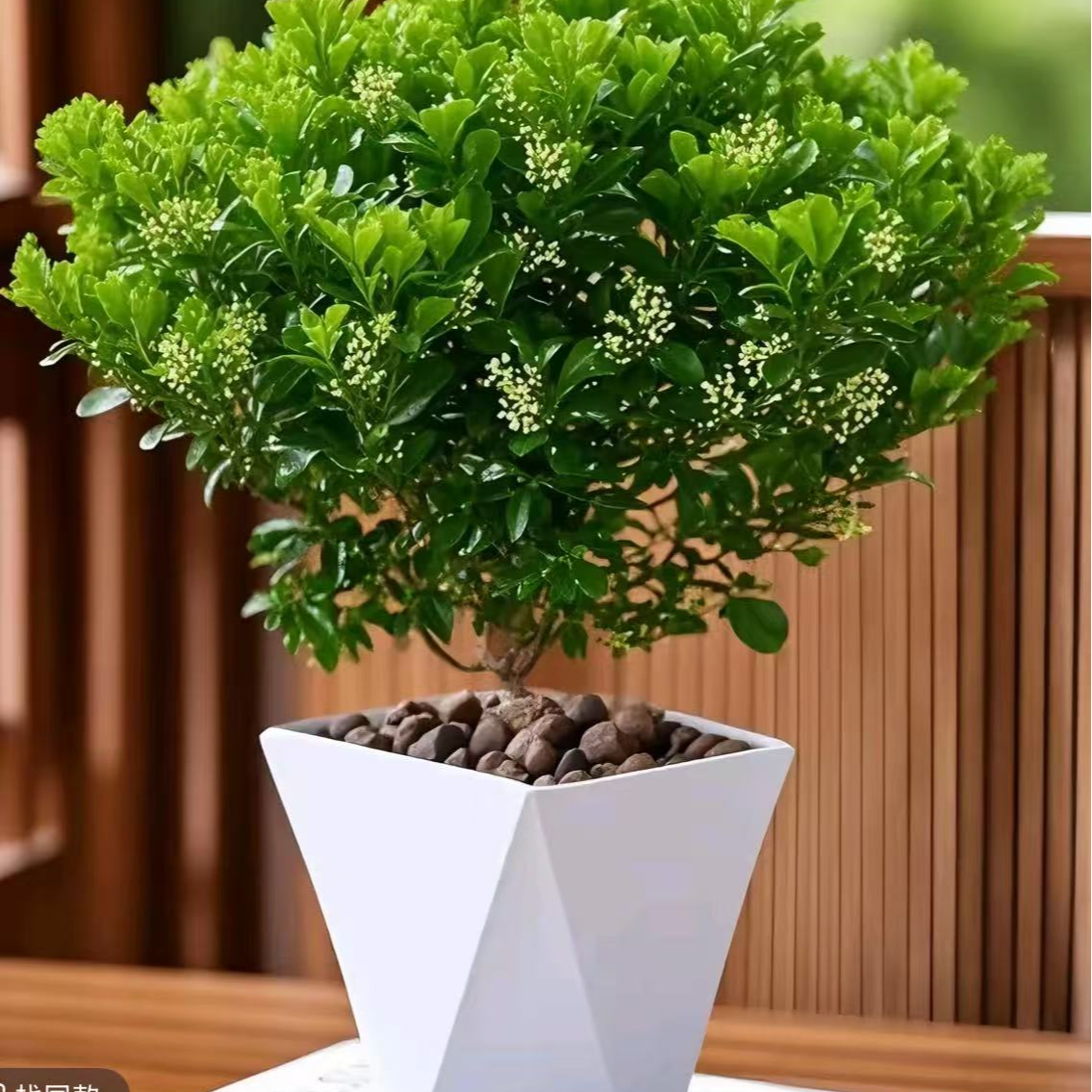 香水米兰花盆栽树苗花苞花卉绿植室内客厅阳台驱蚊四季开花植物