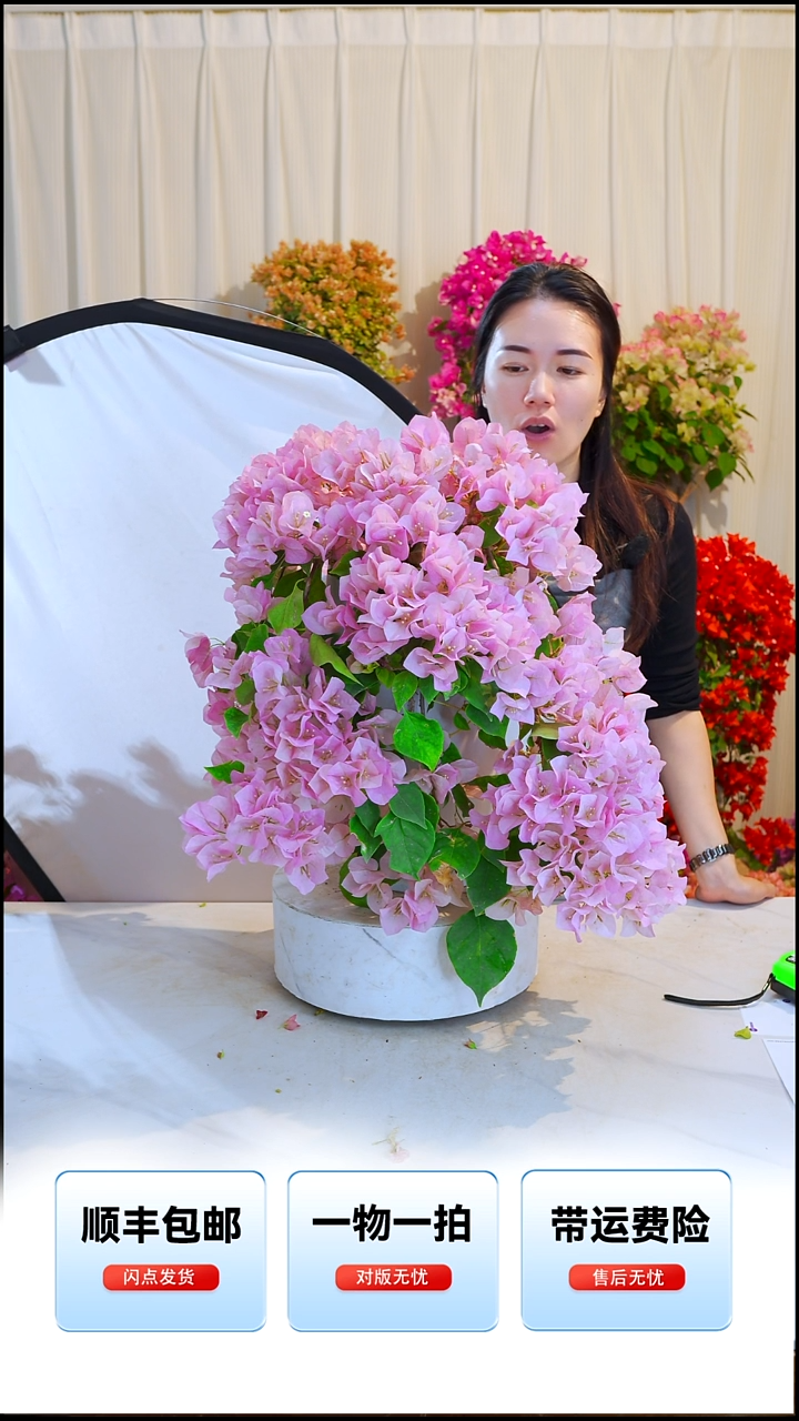 大部分开放少量花苞暗斑丽人