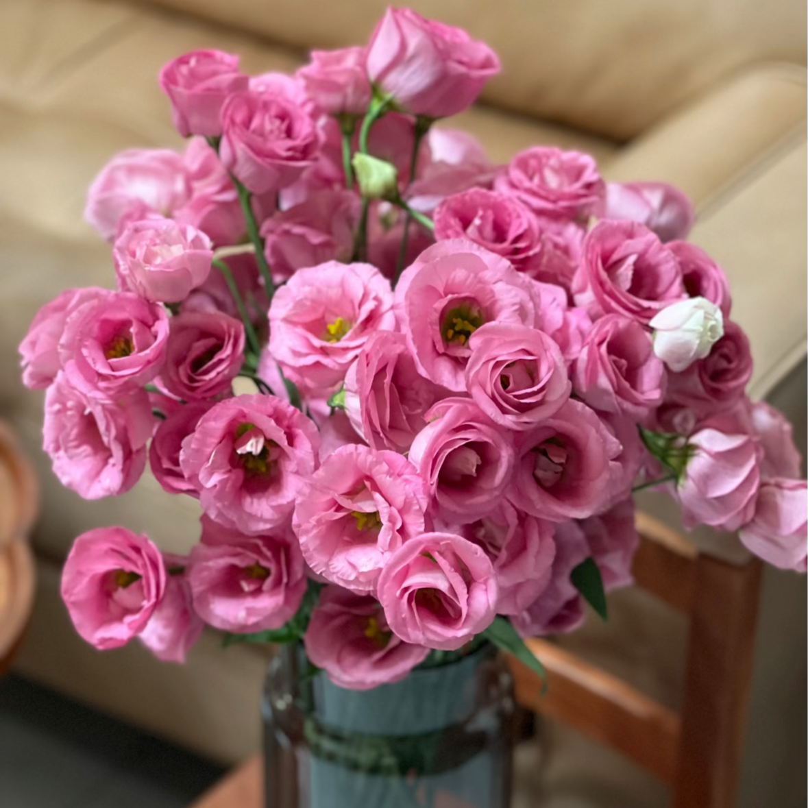 【粉色洋桔梗AK】无刺玫瑰洋桔梗花期长 |全场任意满两单升级快递 