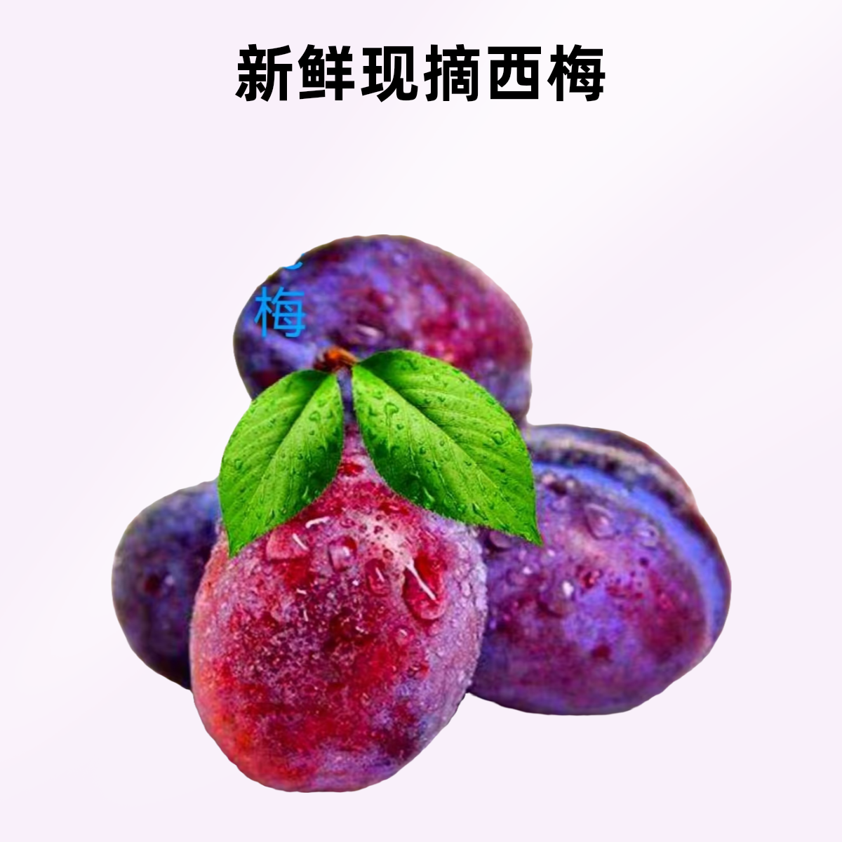 现摘现发甘肃张掖脆红脱骨西梅新鲜当季水果脆甜爽口
