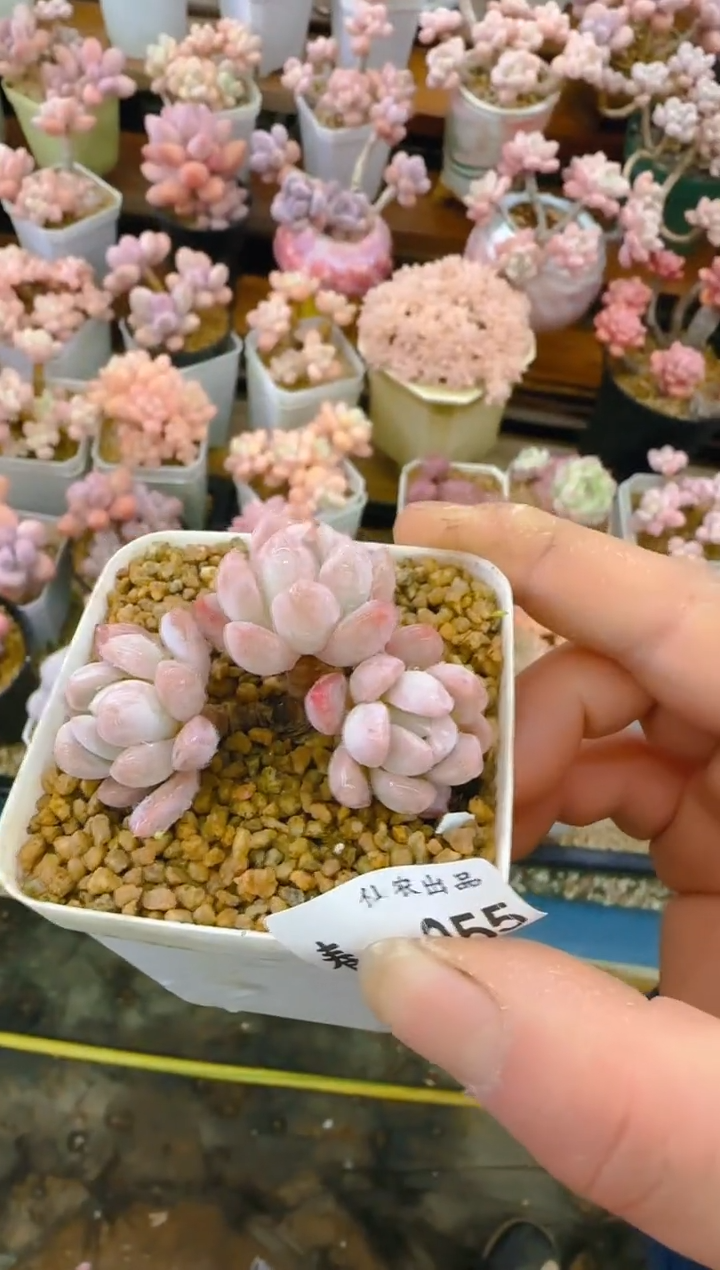 【闪购商品】春—255—仙农(玉兔）