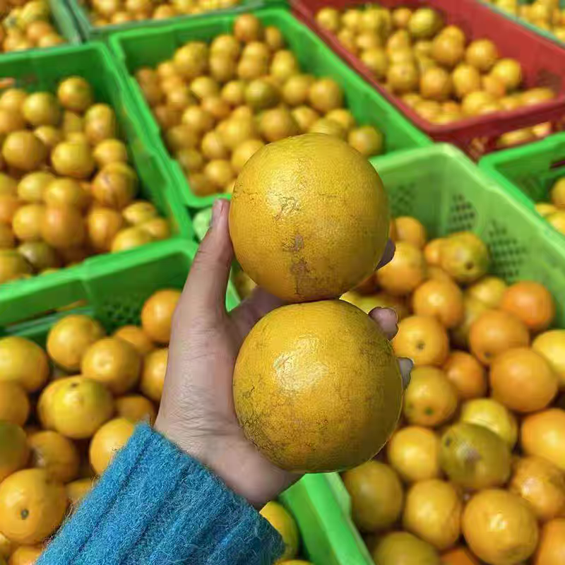 花斑橙，云南花斑果冰糖橙新鲜清甜多汁孕妇水果