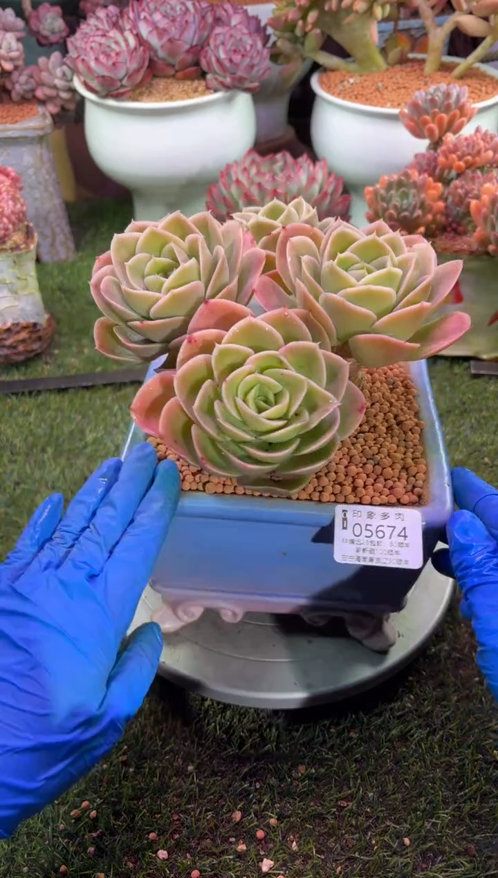 【闪购商品】05674