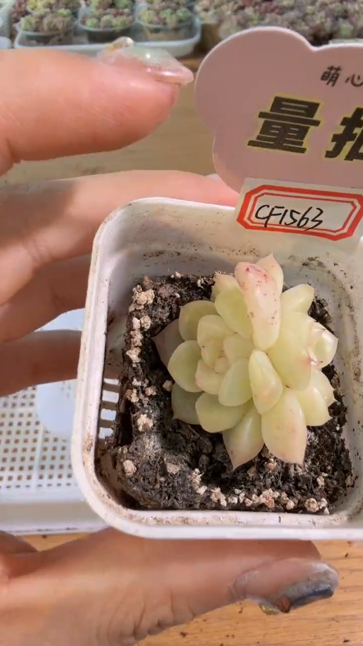 CF1563五方一盆 单双混 量拍混发