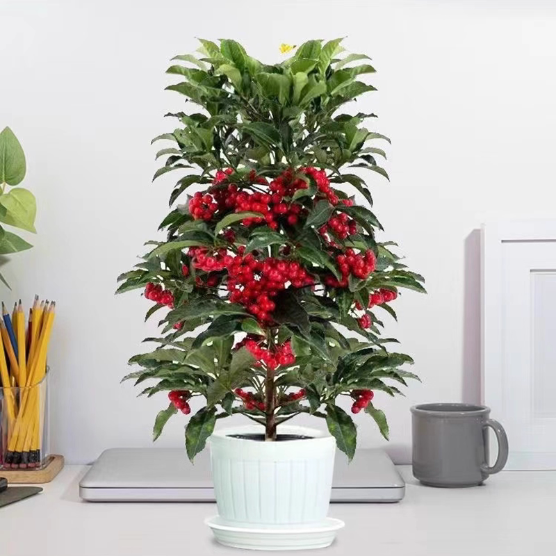 富贵籽盆栽金玉满堂植物耐寒富贵子花卉室内植物带果发货年宵花