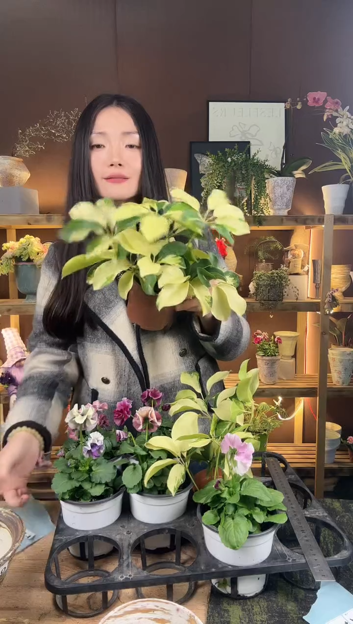 以实际为准大叶花鸭育苗盆959