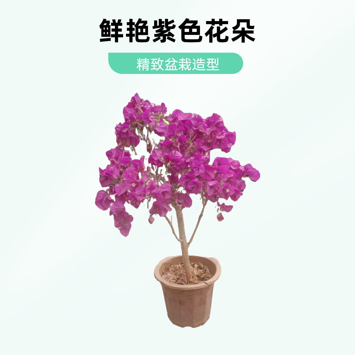 云南紫三角梅，适合阳光暴晒。