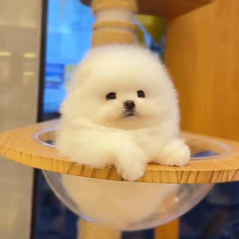 【娜娜家博美茶杯犬】狗狗活体