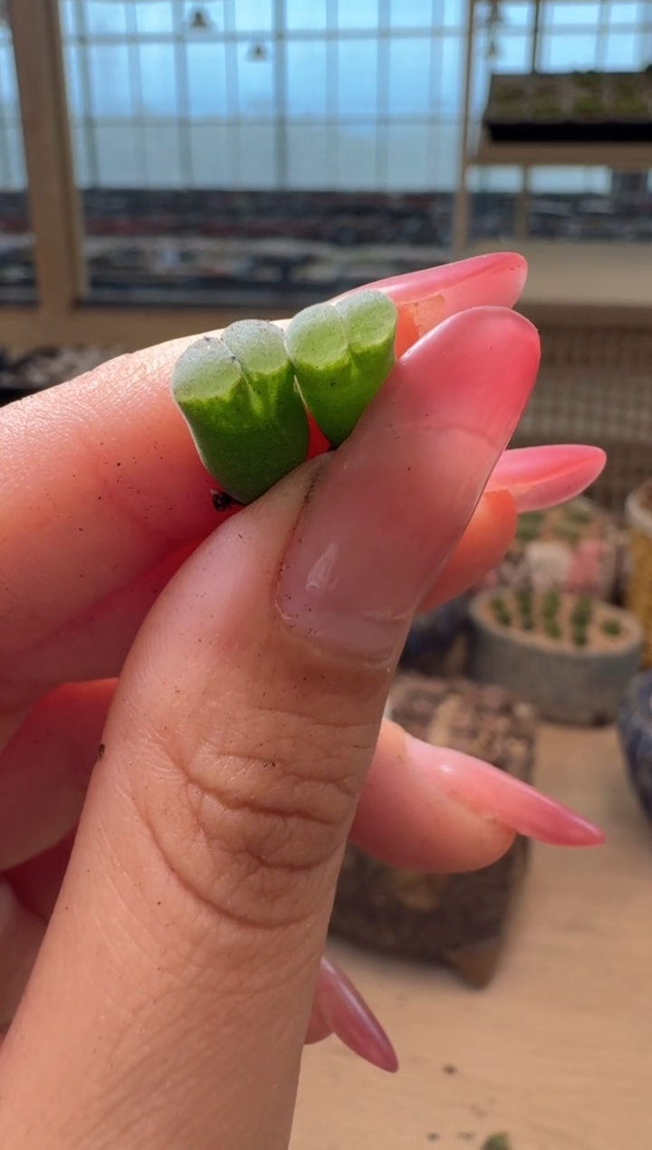 8-338多肉植物肉锥