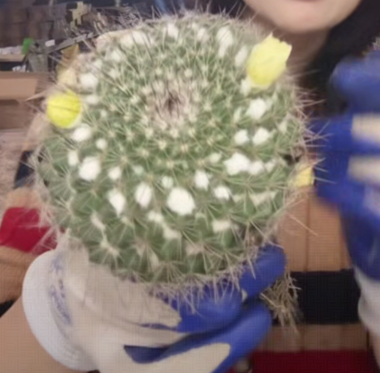 二妹园艺【 1颗  大号琳达  】【黑寡妇】带盆土随机发货