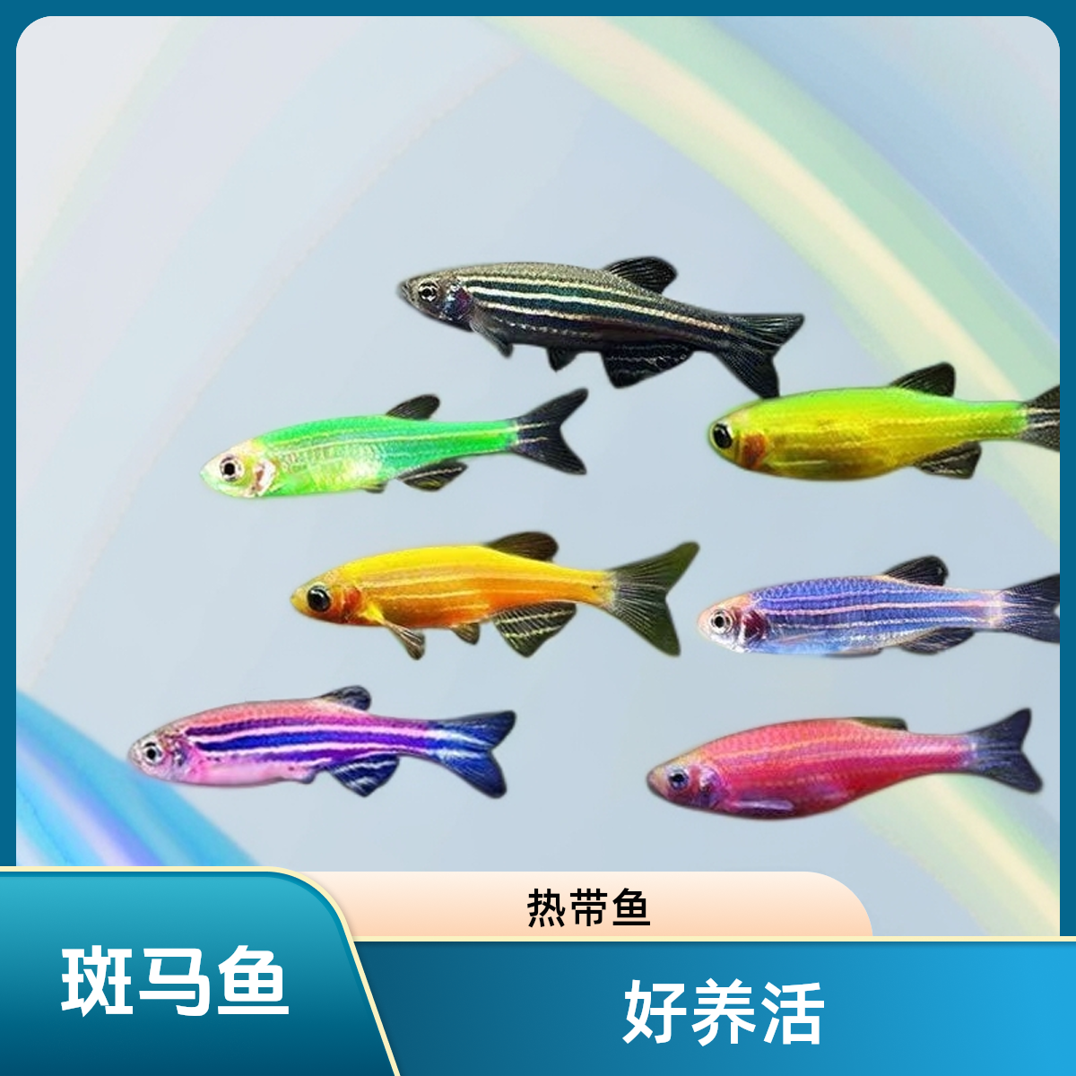 广佛花鸟市场斑马彩色小型鱼热带鱼观赏鱼草缸鱼冷水鱼新手鱼好养