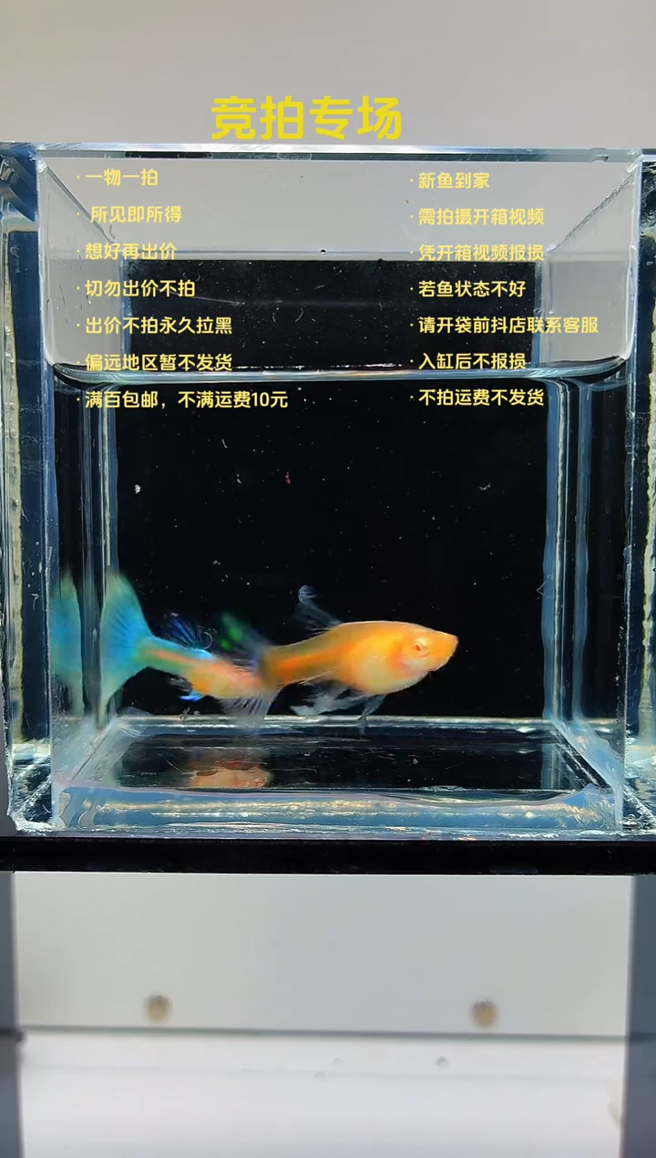 孔雀鱼蓝白绣球一对-62