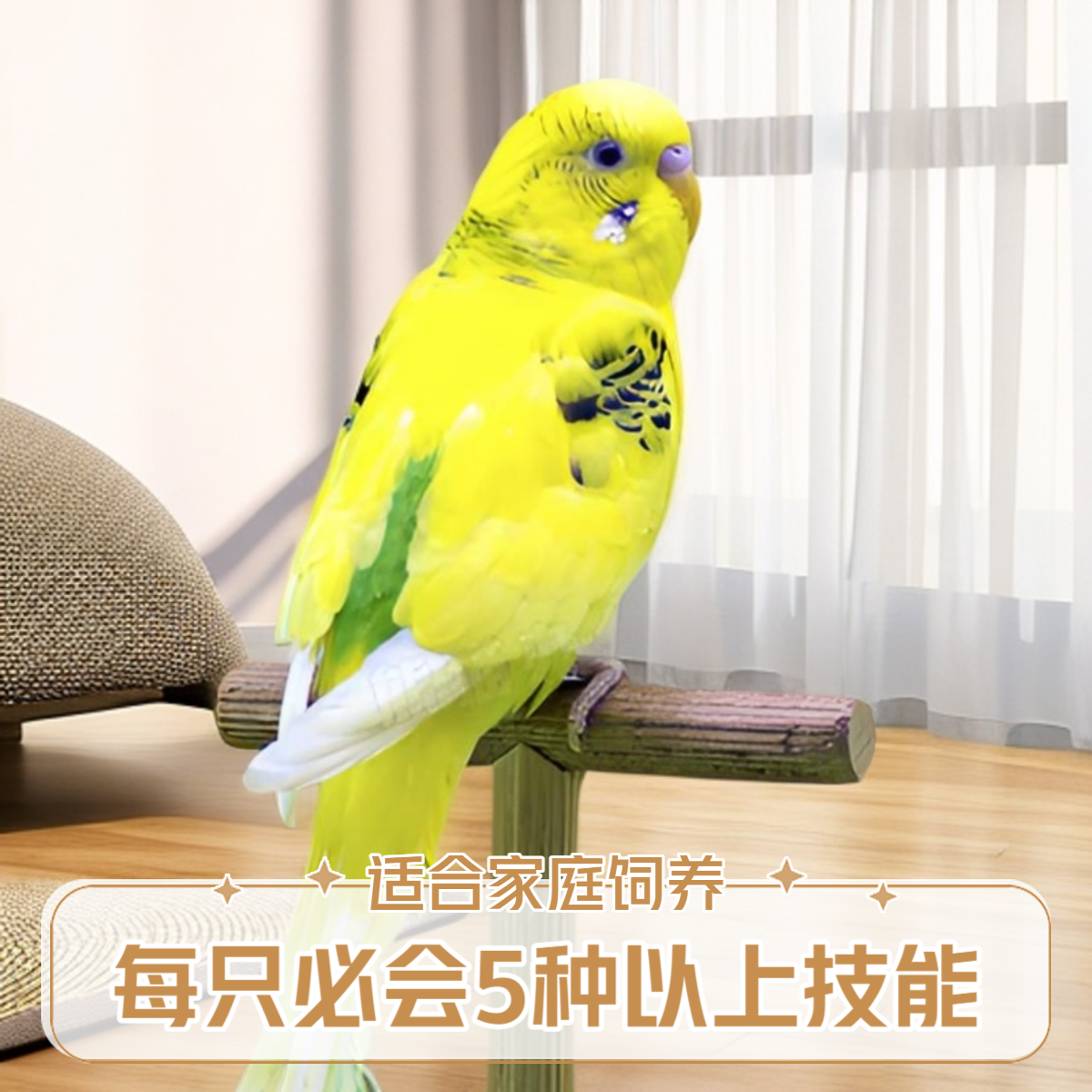 会7-8个技能的手养驯化虎皮鹦鹉！常规+特殊色（2只）【一物一拍】