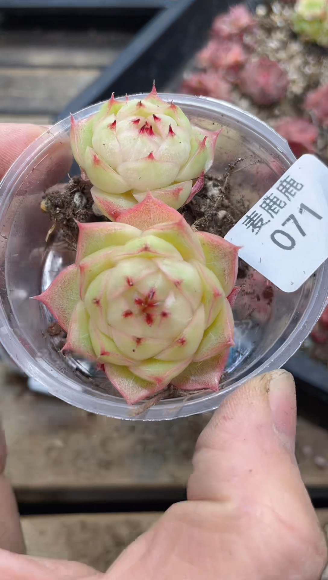 071霓虹      量拍