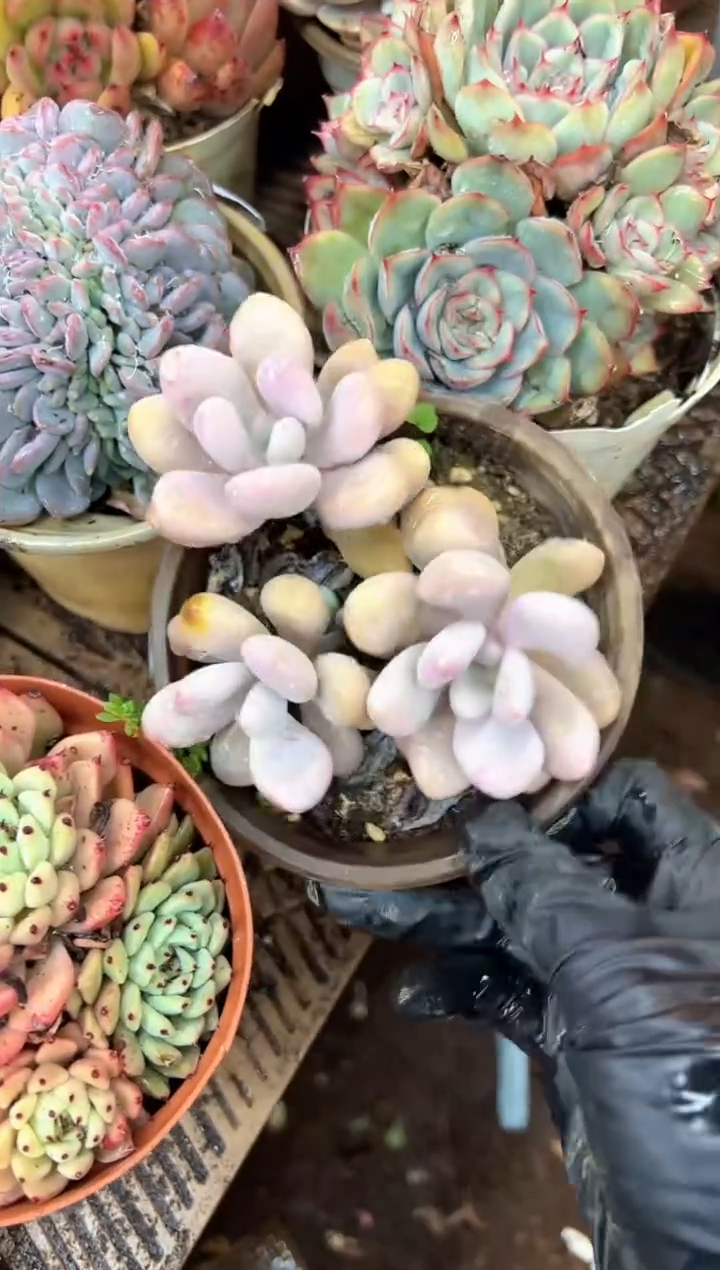 兜*米多肉植物一物一拍05394