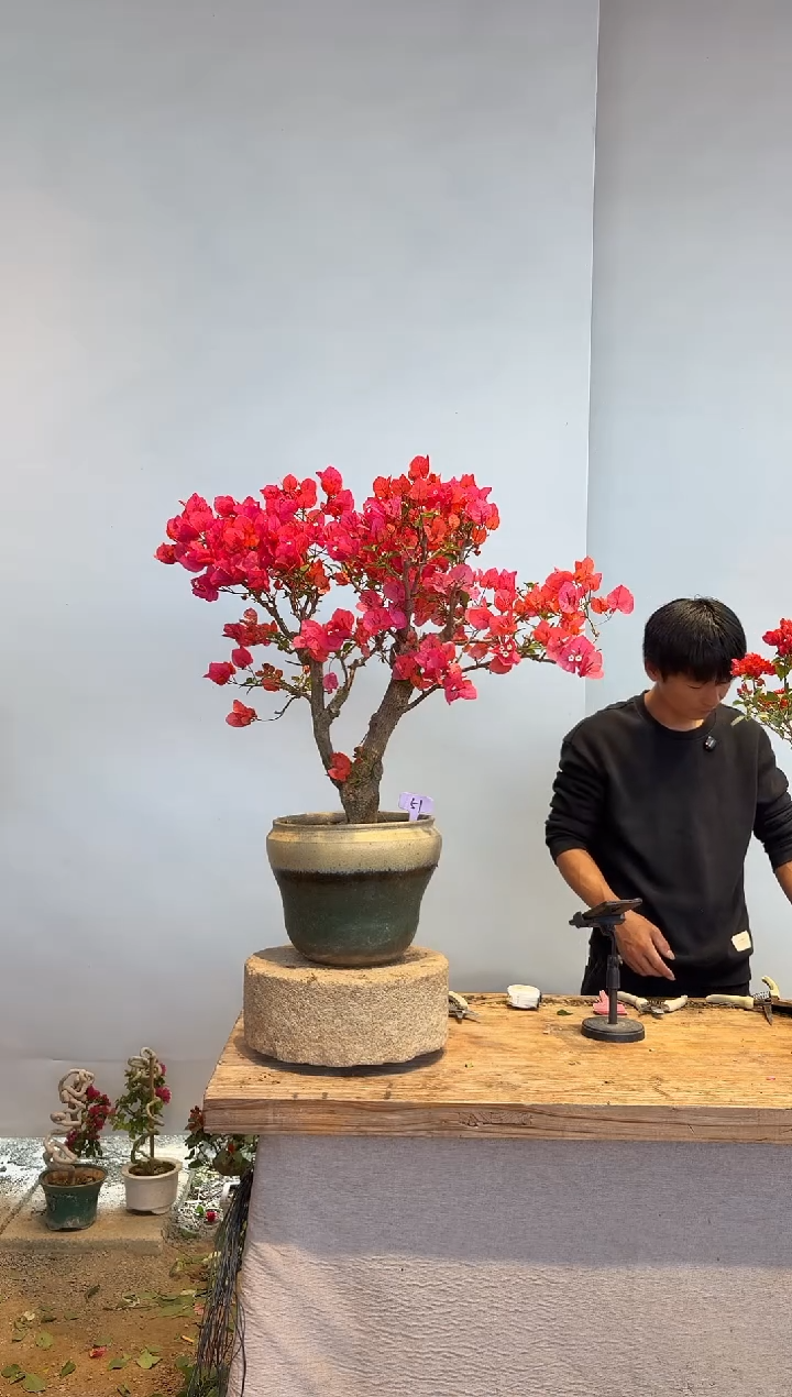 以实际为准N****u三角梅51