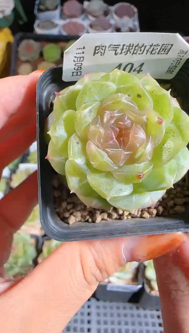 1109-404有瑕疵麦秆群不包整