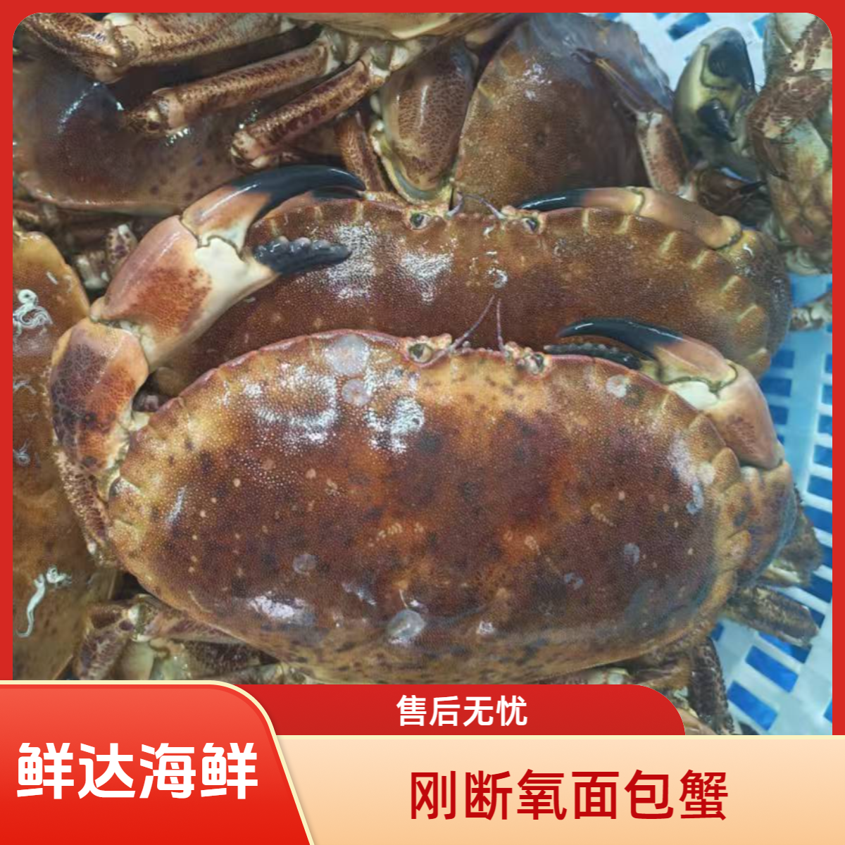 面包蟹满黄（缺一个大爪）