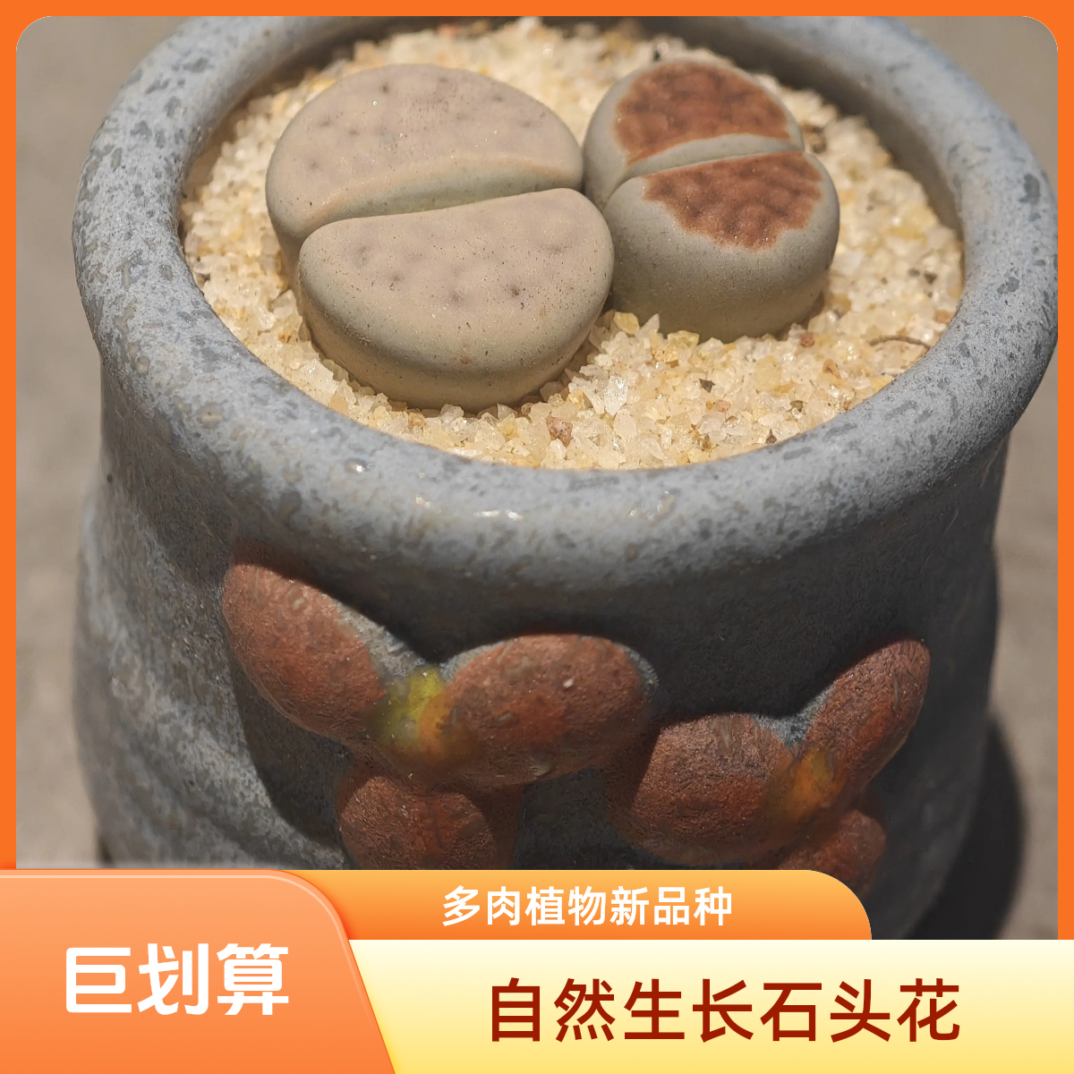 蓝乳橙果-生石花大尺寸母本开花多肉植物可爱屁股花盆栽