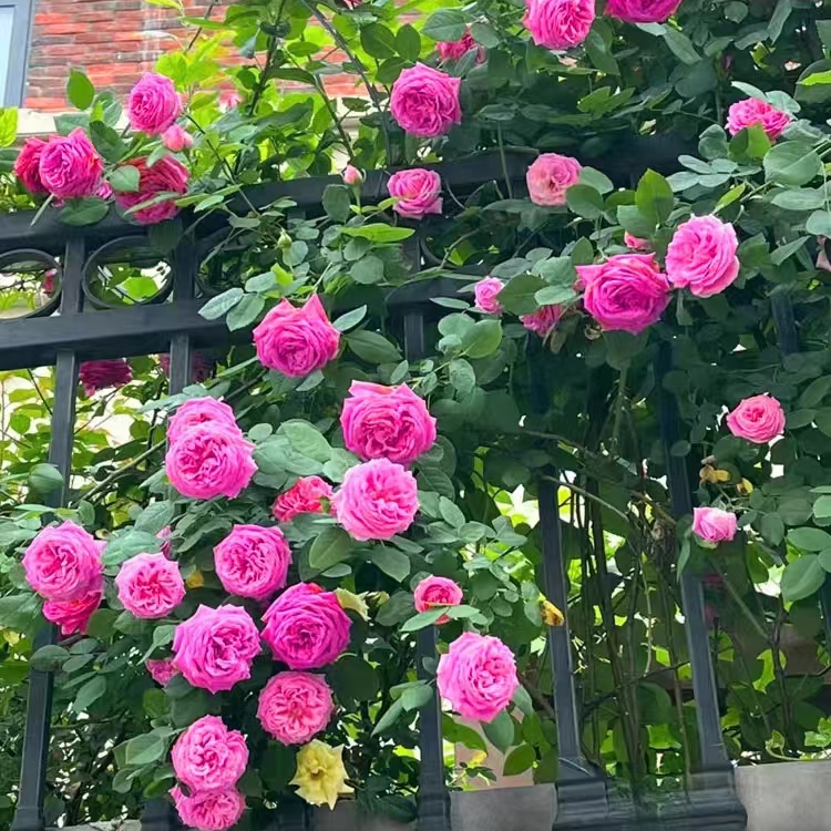 【宏哥月季】精品牡丹月季  花似牡丹的大花浓香多季开花爬藤月季